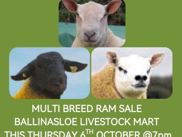 Multibreed Ram Sale this Thurs 6th Oct Ballinasloe