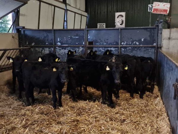 8 Aberdeen heifers for sale