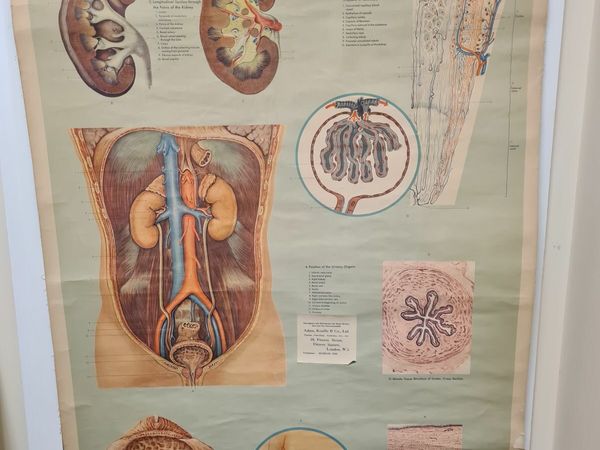 Vintage Medical Chart