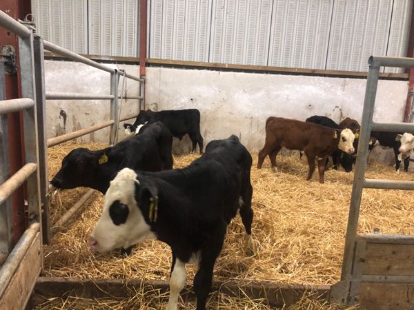 9 strong calves for sale