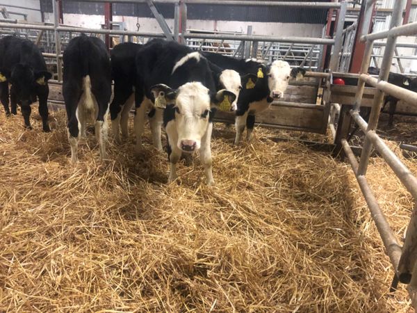 6 reared calves for sale @€295