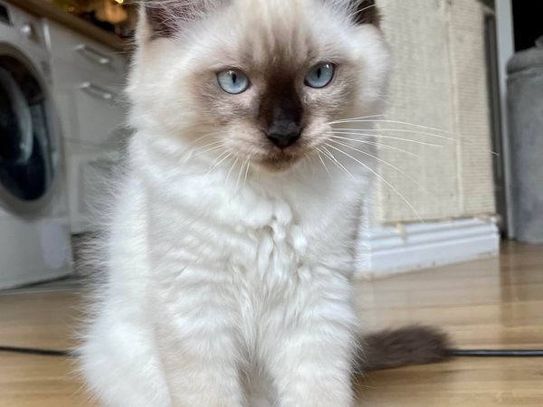 RAGDOLL PURE BREED FOR SALE