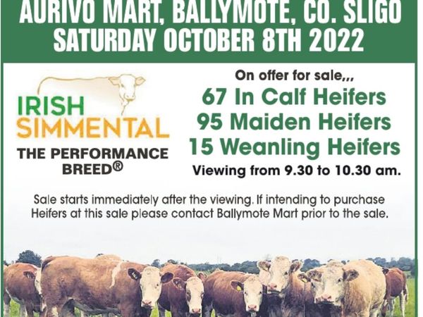 27th Annual Simmental cross breeding heifer sale10
