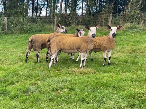 Blue ramb lambs for sale