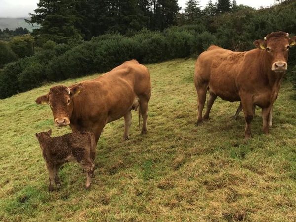 Pedigree Registered Limousin Heifers