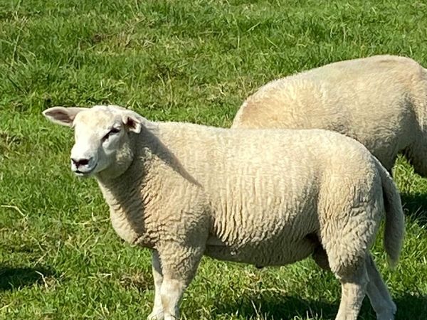PB Unregistered Belclare Rams for Sale