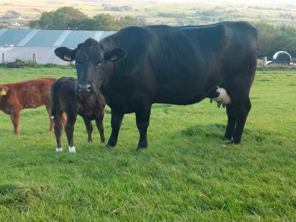 Angus and blue heifers with lim calves