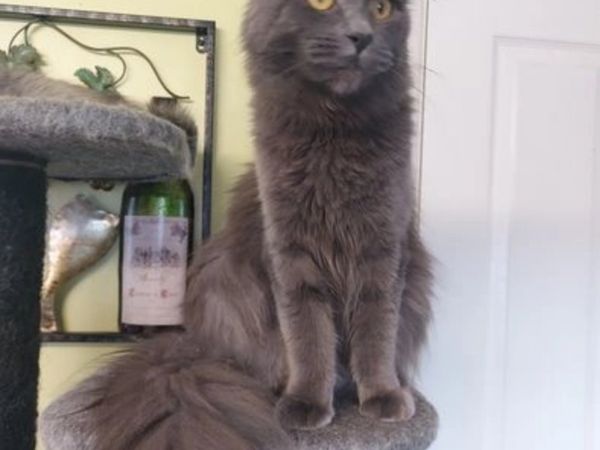 Maine coon adult female