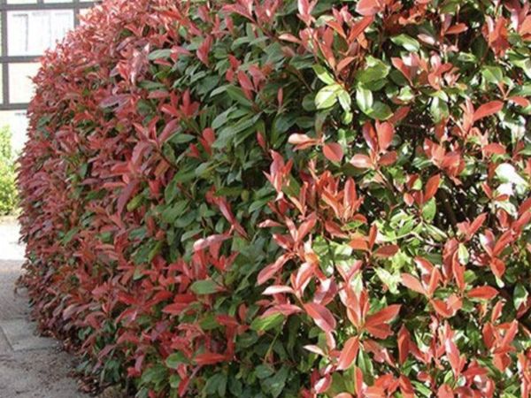 Red Robin Hedging, in pots TWO EUROS