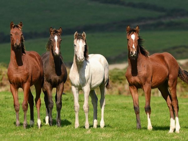 Colt and Filly foals - growing well now