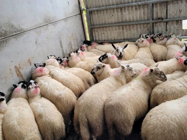 25 to quality brockie ewe lambs