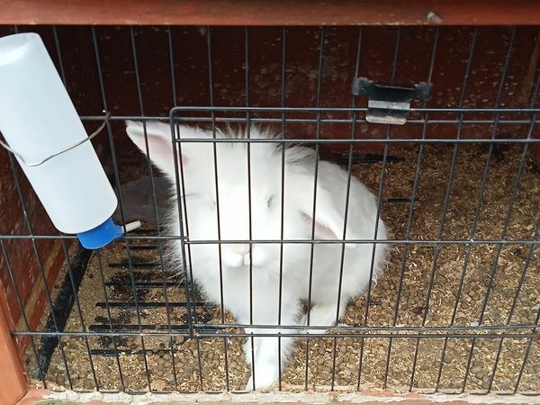 Rabbits+hutch free to good home .....