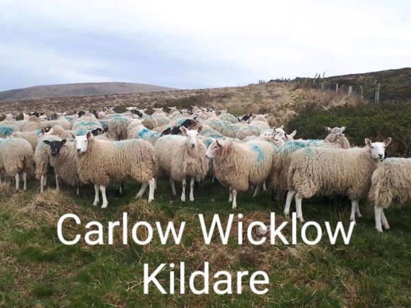 Winter Grazing Wanted Carlow Wicklow Kildare