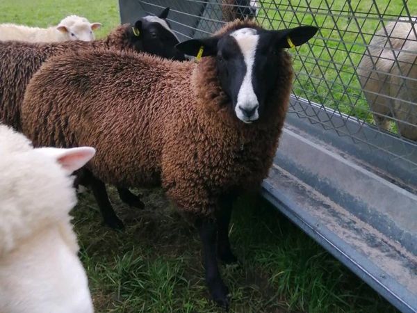 Dorset and zwarble ram lambs