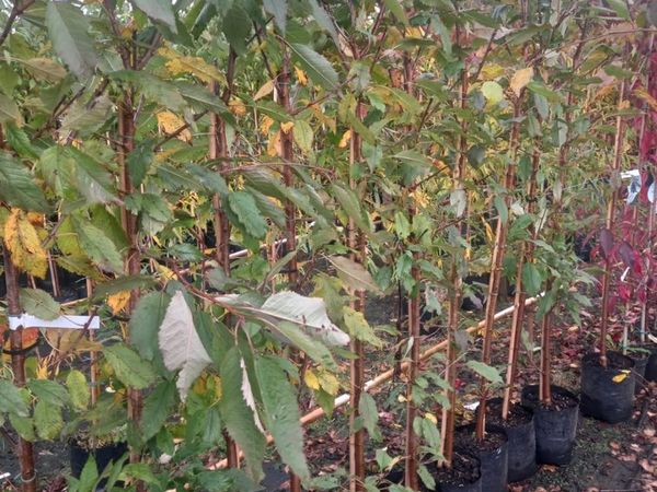 Potted flowering cherry tree s for sale