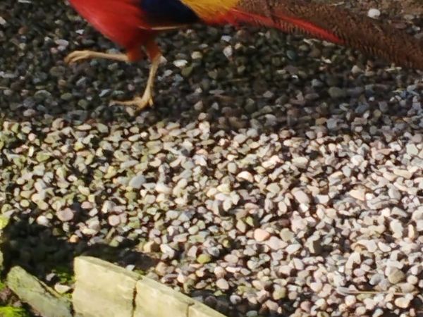 Pheasants- Red & Yellow Golden & Swinhoe