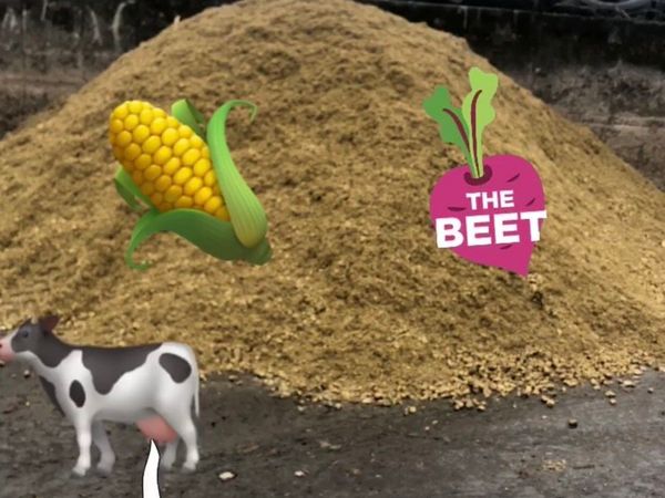 Maize Silage ,Sugar Beet  Mix Feed