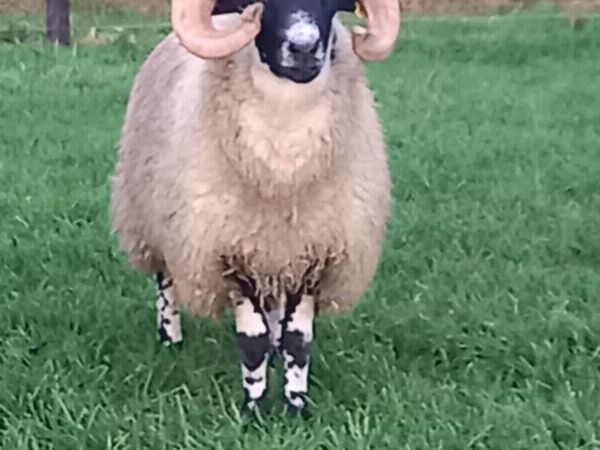 Lovely Purebred Lanark Ram Lamb