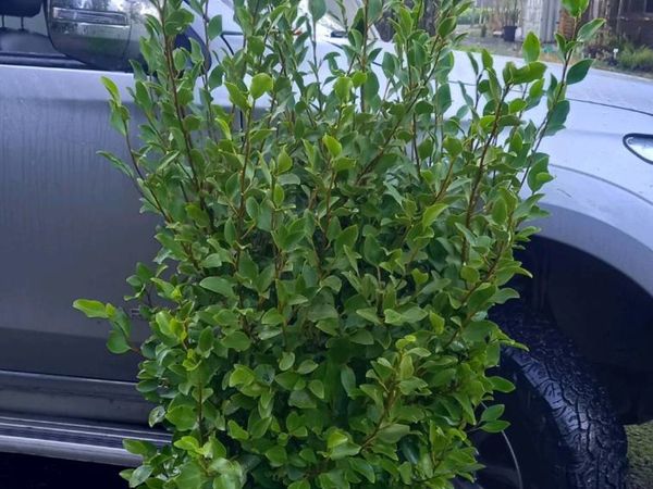 Mature evergreen hedging