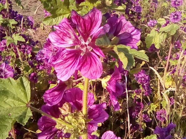 Mallow French Burgundy 100 SEEDS
