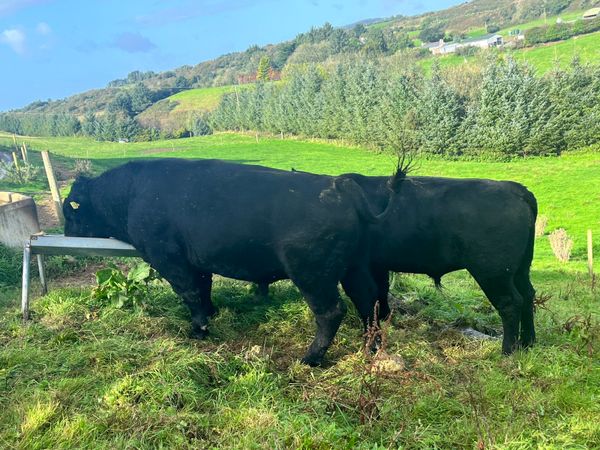 Angus  & Hereford pedigree bulls
