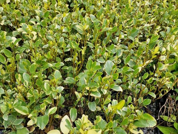 Ground Cover Plants, Cover Your Bank