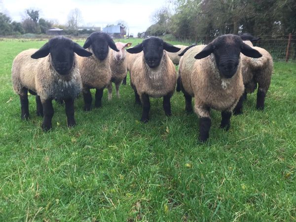 Purebred Suffolk ram lambs