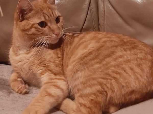 Rescued very affectionate male ginger. Neutered.