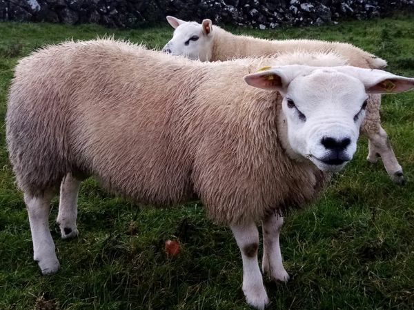 PBR Texel Ram Lamb