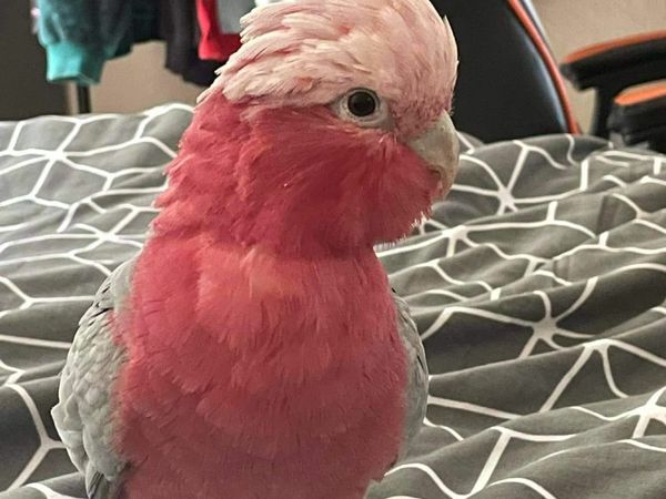 parrot | 27 Birds Ads For Sale in Ireland | DoneDeal