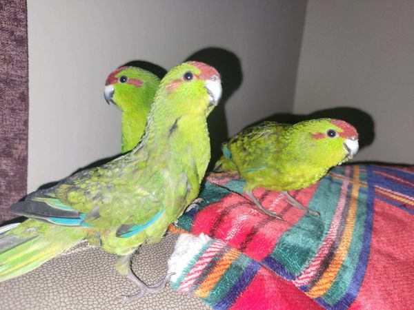 parrots-for-sale-in-kildare-for-350-on-donedeal