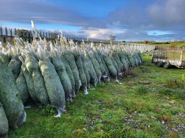 Normandy Christmas trees