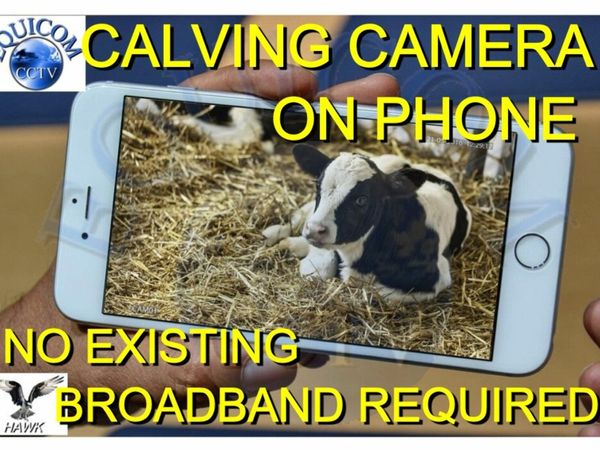Calving Cameras