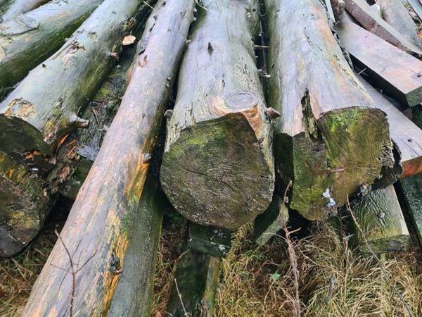 Timber trees cut
