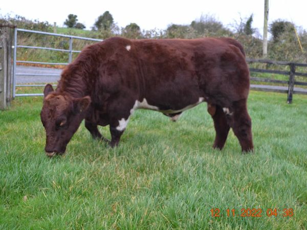 5-Star Quality Bull for Sale