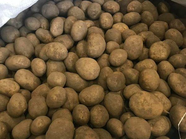 Certified Seed Potatoes