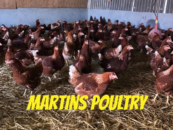 Martins Poultry- Delivering to Laois 23rd November