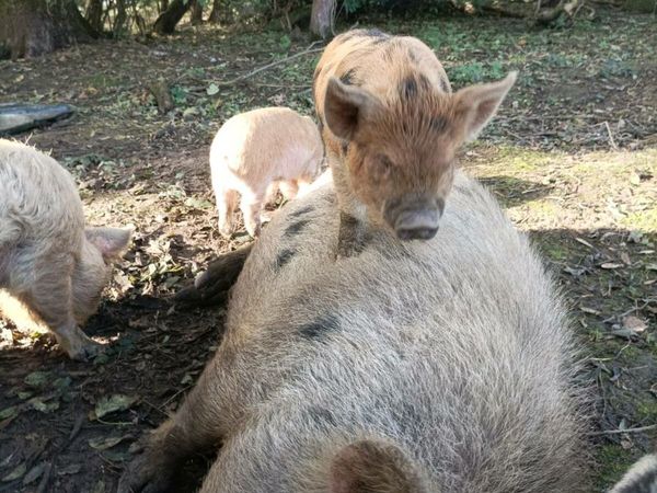 Kune Kune piglets and pigs