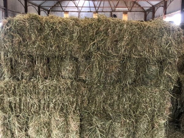 Small square bales of horse hay and straw