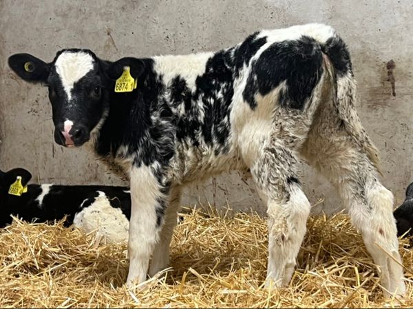 Belgian Blue Calves For Sale
