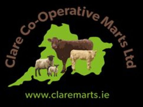 Clearance sale of 70 Cows