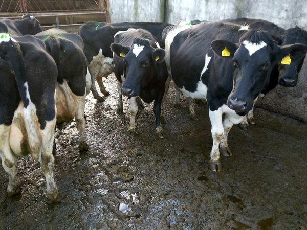 7 British Friesian Cows for Sale