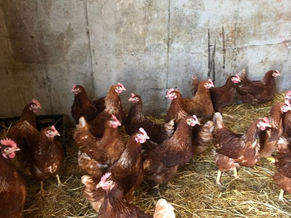 Fully laying hens