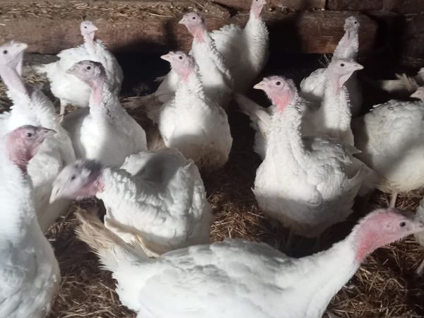 Turkeys for Sale White/Bronze