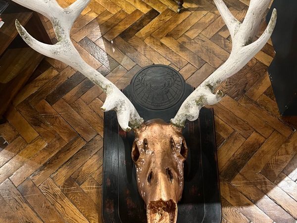 Very unusual mounted elk horns