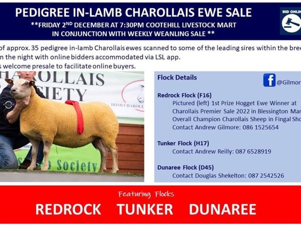 Pedigree  In-Lamb Charollais Ewe Sale December 2nd