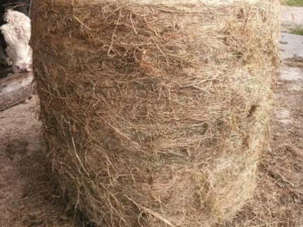 Wrapped Hay for sale