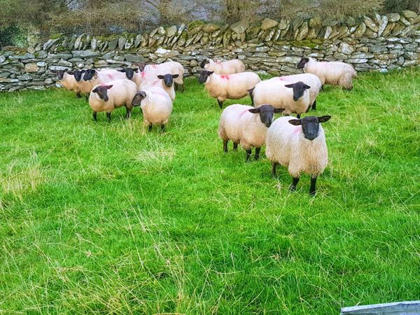 Sheep grazing wanted