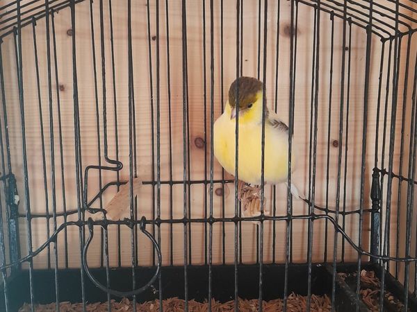 Birds for sale in Kilkenny for €15 on DoneDeal