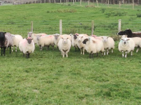 Ewe lambs / suftex and texal x